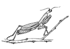 F�rgl�ggningsbilder gräshoppa - bönsyrsa