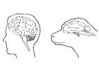 F�rgl�ggningsbilder hjärnan hos människa och får