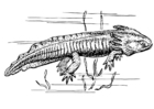 Målarbilder axolotl