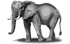 bilder elefant