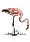 bilder flamingo