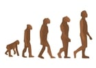bilder mänsklig evolution