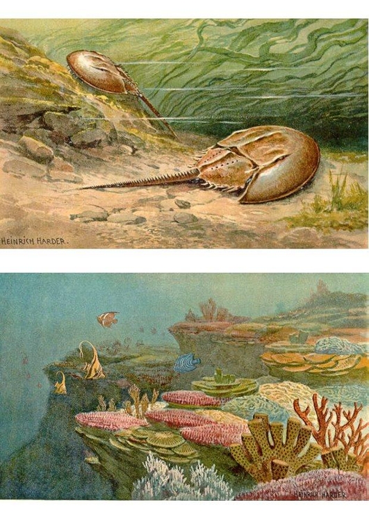 bild marina djur