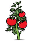 bilder tomatplanta