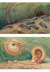 bilder trilobiter och ammoniter
