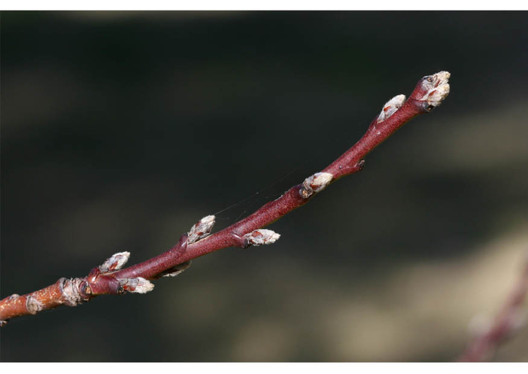 Foto 1. nektarinens knoppar - tidig vinter