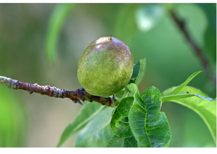 Foto 5. nektarin - mogen frukt - sommar