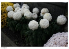 blommor på kyrkogård