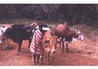 Foton fåraherde i Kenya