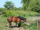 Foton häst i hage