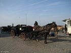 Foton häst och vagn