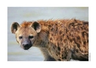 Foton hyena