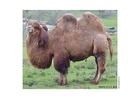 Foton kamel