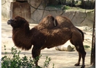 Foton kamel