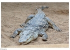 Foton krokodil