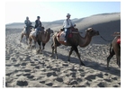 Foton ökenfärd med kameler