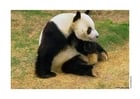 Foton panda