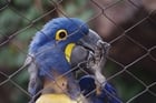 Foton papegoja i bur