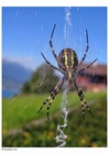 Foton spindel i nät