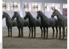Foton statyer av hästar, Xian