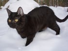 Foton svart katt