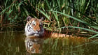 Foton tiger i vatten
