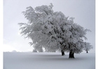 Foton träd om vintern