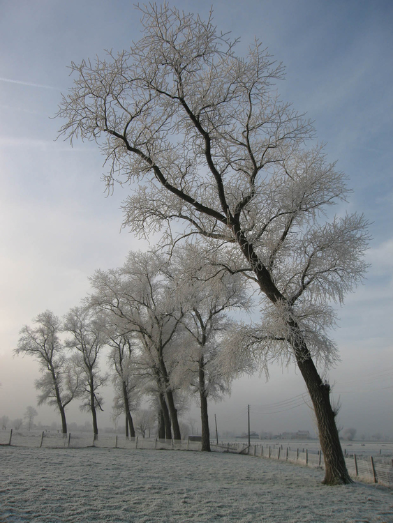 Foto vinterfe