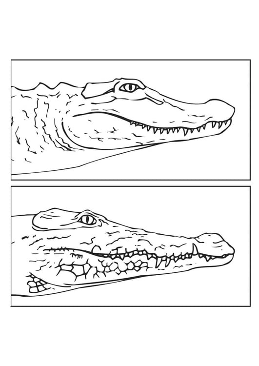 Målarbild alligator och krokodil