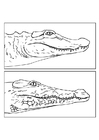 alligator och krokodil
