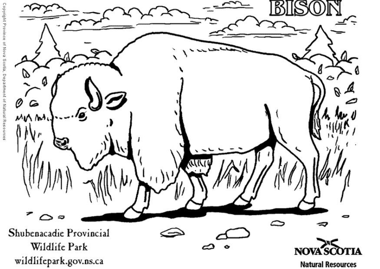 Målarbild Bison