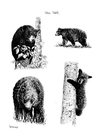F�rgl�ggningsbilder björnar