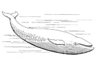 F�rgl�ggningsbilder blåval