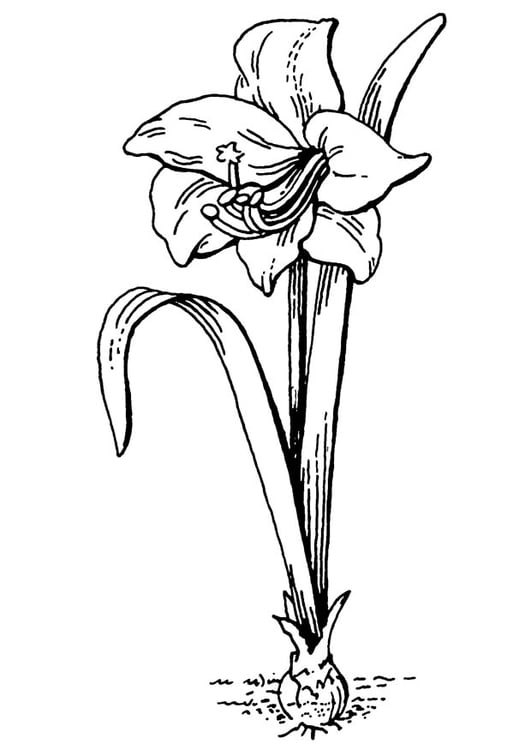 Målarbild blomma - amaryllis