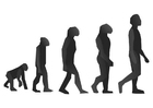 F�rgl�ggningsbilder evolution
