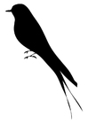 F�rgl�ggningsbilder fågel