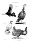 F�rgl�ggningsbilder fåglar