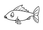 F�rgl�ggningsbilder fisk