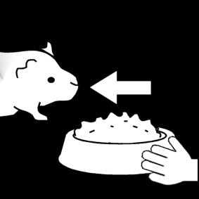 Målarbild ge mat till marsvinet