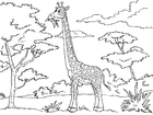 F�rgl�ggningsbilder giraff