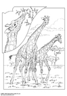 F�rgl�ggningsbilder giraff