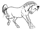 F�rgl�ggningsbilder häst