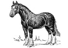 F�rgl�ggningsbilder häst
