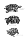 F�rgl�ggningsbilder havsköldpadda