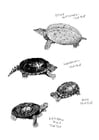 F�rgl�ggningsbilder havsköldpaddor