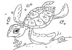 F�rgl�ggningsbilder havssköldpadda