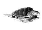 F�rgl�ggningsbilder havssköldpadda