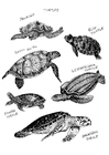 F�rgl�ggningsbilder havssköldpaddor