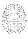 F�rgl�ggningsbilder hjärnan, ovanifrån