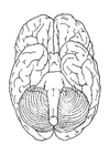 F�rgl�ggningsbilder hjärnan, underifrån
